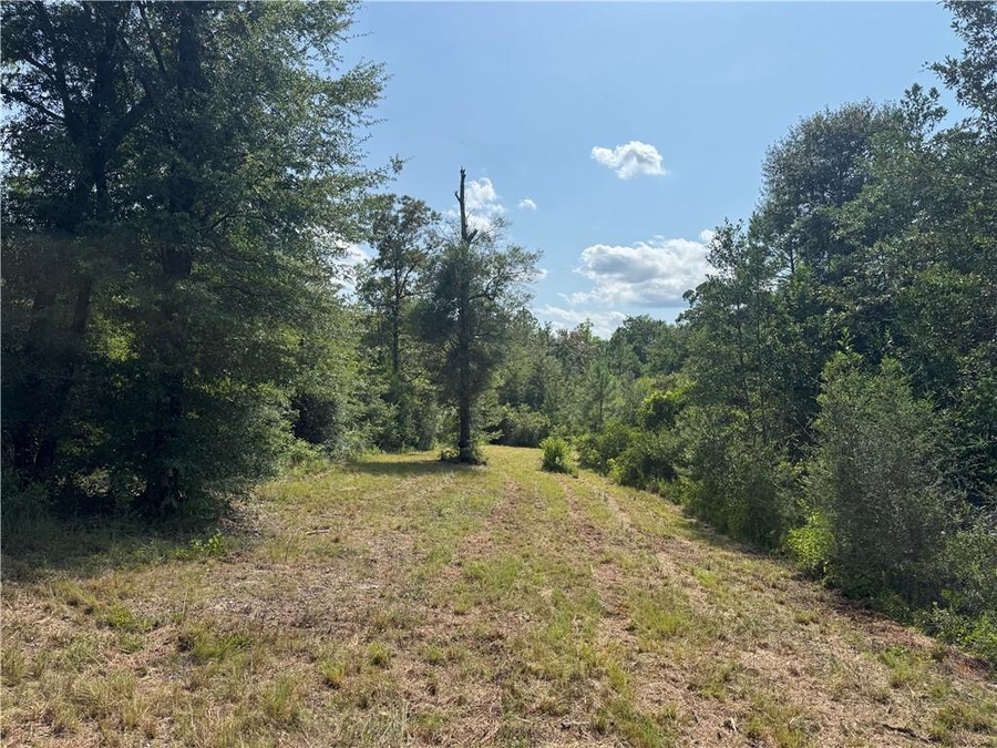 Vacant land surrounded by woods, with a tree in the middle of flat land